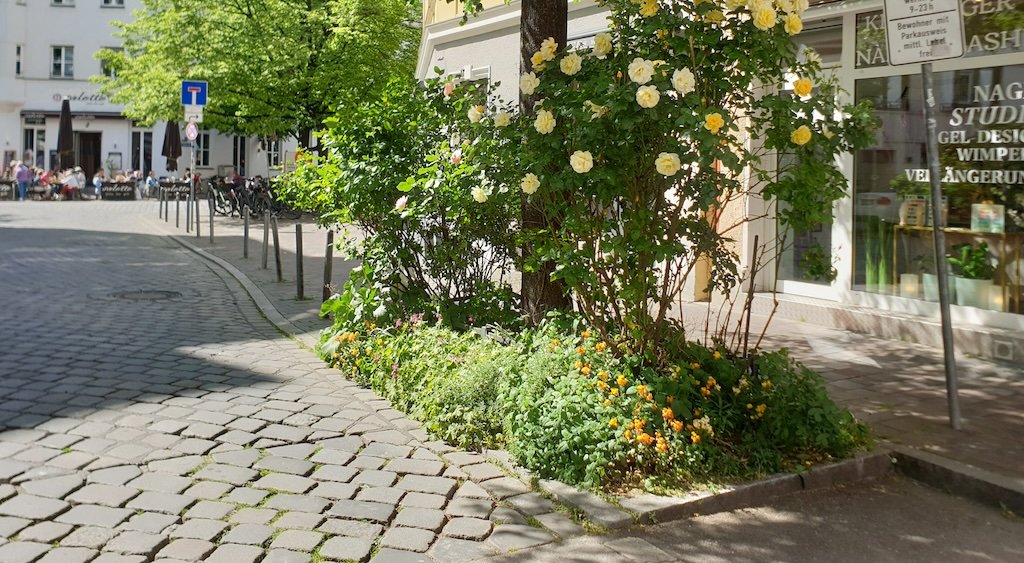 Weelderige boomspieger, Zwitserland